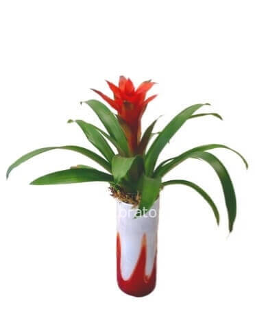 Bromy Bel- Pianta di guzmania