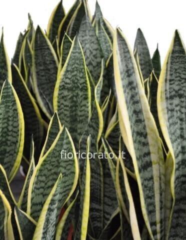Sassy lady- Pianta di sansevieria