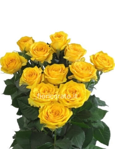 Yellow Essence- Rose colore giallo da comporre in mazzo per numero di steli.