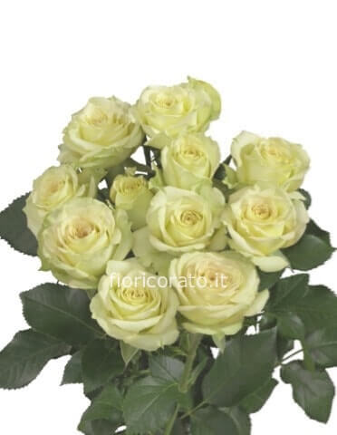 White Beauty- Rose colore bianco da comporre in mazzo per numero di steli.