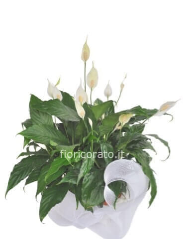 White Passion-Pianta di Spathfillum  fiorita