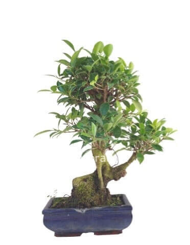 varie disponibilità di Bonsai in ceramica