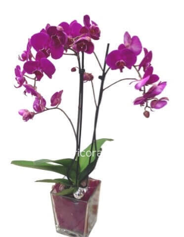 Phaleno Boty-Pianta di Phaleonopsis, diversi colori a richiesta.