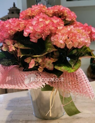 Molly -Pianta di ortensia