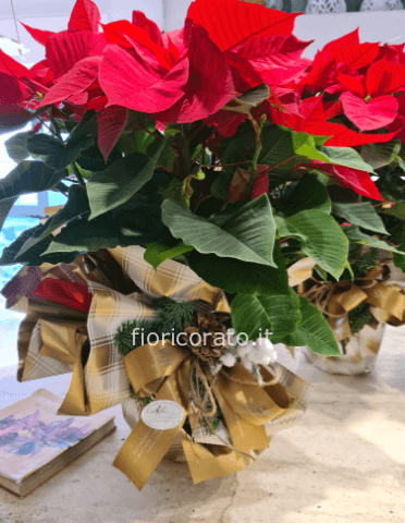 Stella di natale Christmas spirit