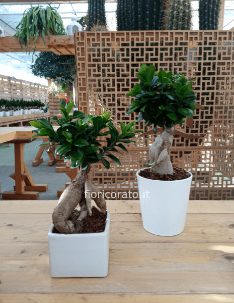 bonsai jenseng