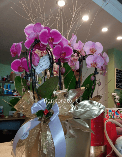 composizione di phalenopsis innvaso dortato