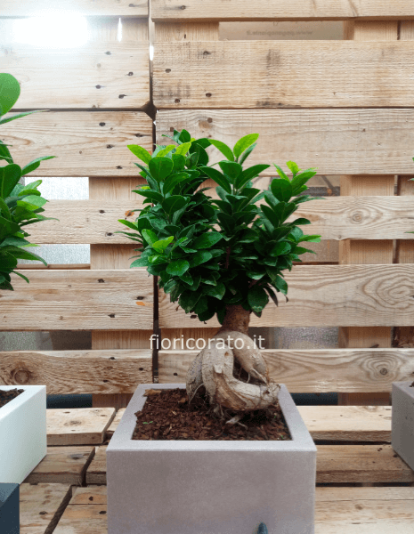 bonsai in vaso di resina