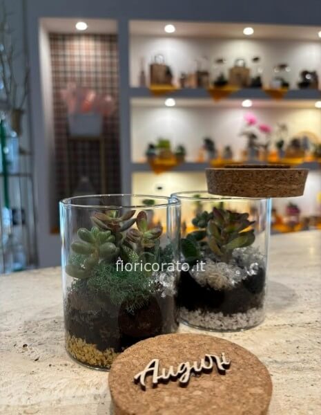 piante grasse in vetro